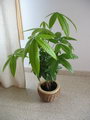 water chestnut, Guiana chestnut, Malabar chestnut,Plaited Plant, saba nut,گویان بلوطی ، مالاباری بلو